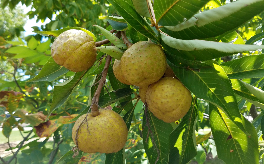 Ohio Buckeye (Aesculus glabra)