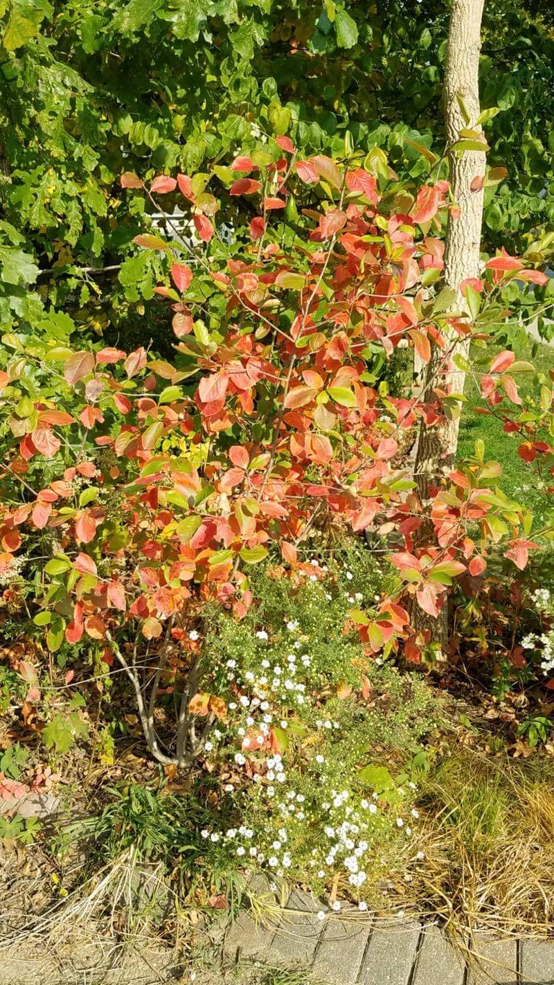 Black Chokeberry (Aronia melanocarpa)