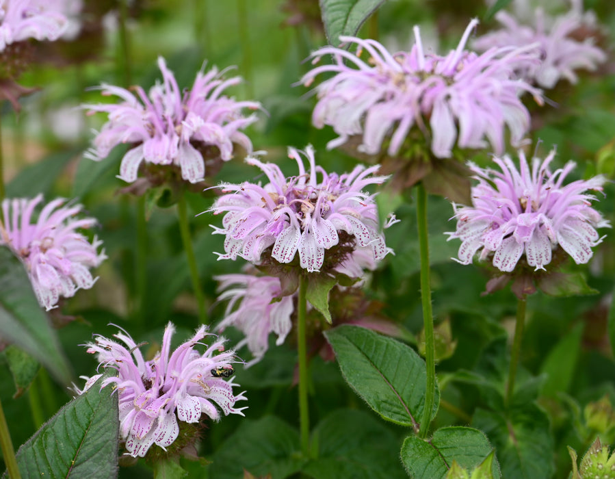 Seed Pack - Bradbury’s Monarda (Monarda bradburiana)