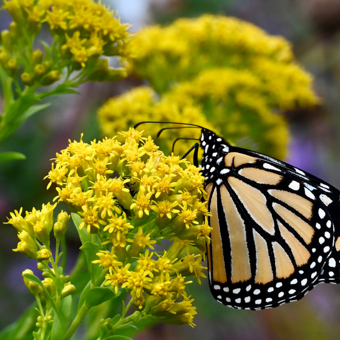 Riddell's Goldenrod (Oligoneuron riddellii) 2x2x3" Pot