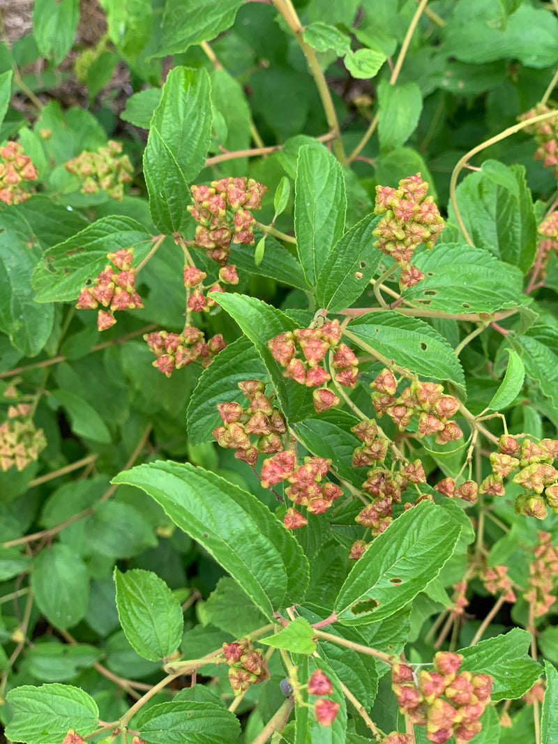 New Jersey Tea (Ceanothus americanus)