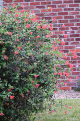 Coral Honeysuckle (Lonicera sempervirens)