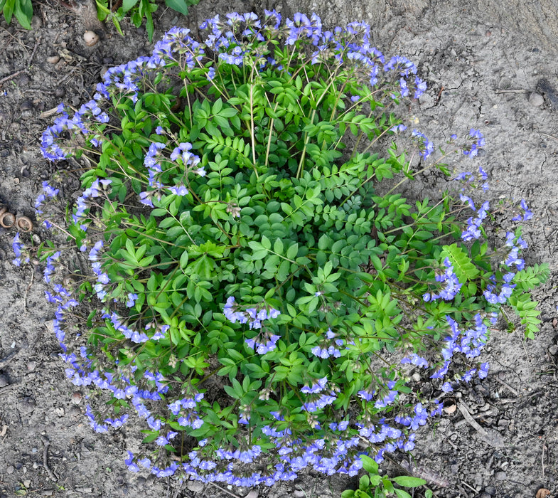 Seed Pack - Jacob’s Ladder (Polemonium reptans)