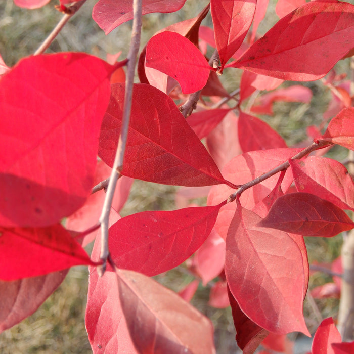 Black Gum (Nyssa sylvatica)