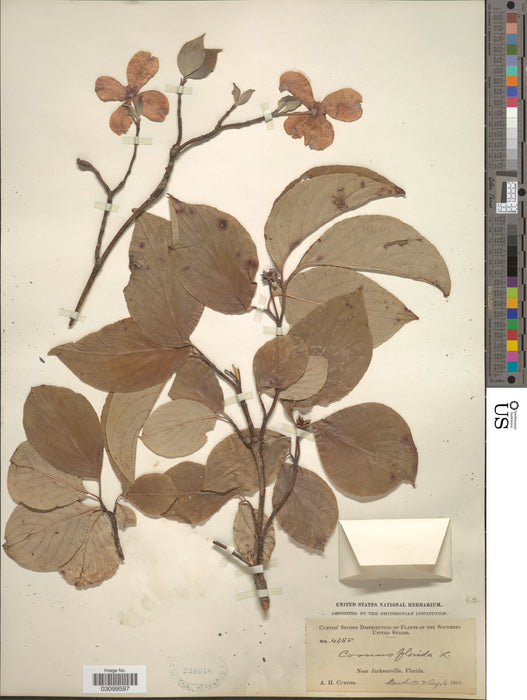 Flowering Dogwood (Cornus florida) 1 GAL