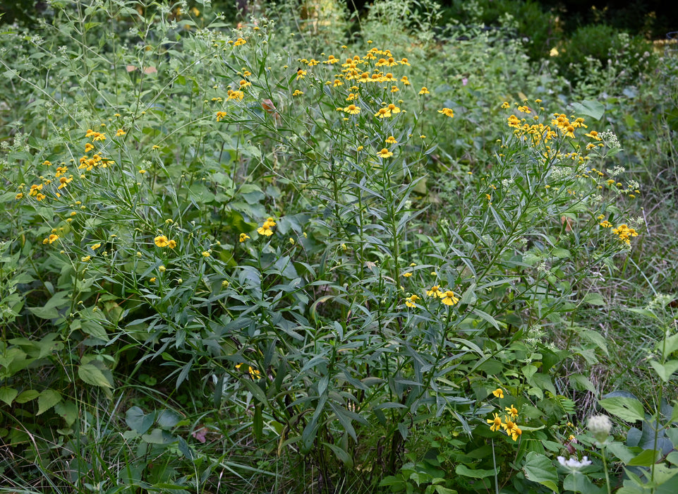 Autumn Sneezeweed (Helenium autumnale) 2x2x3" Pot