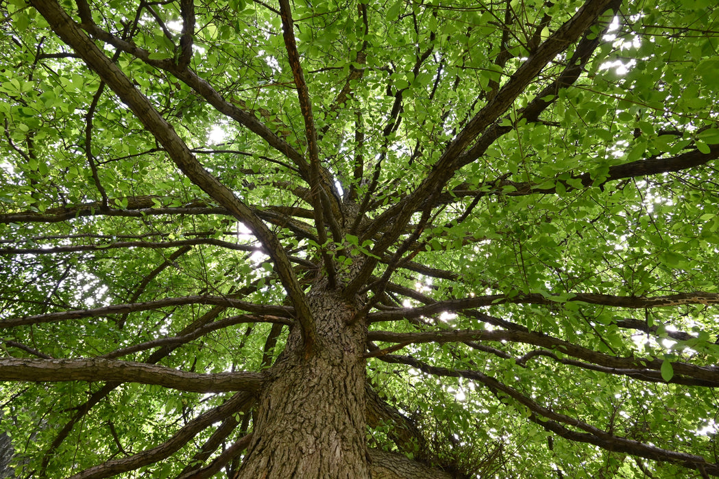 Black Gum (Nyssa sylvatica)