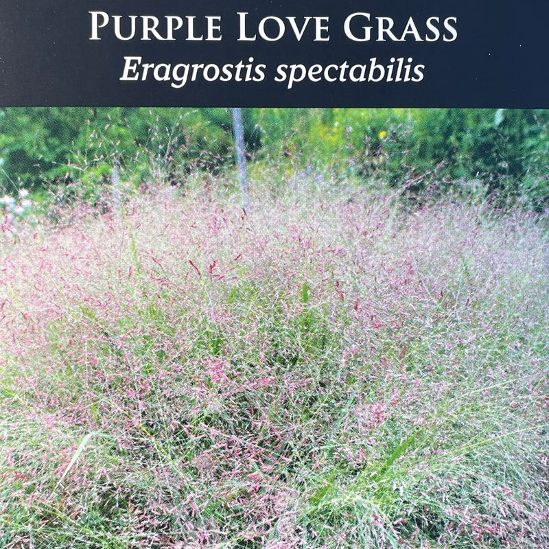 Seed Pack - Purple Lovegrass (Eragrostis spectabilis)
