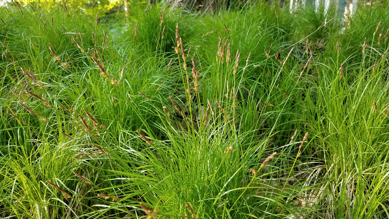 Oak Sedge (Carex pensylvanica) 2x2x3" Pot