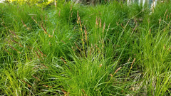 Oak Sedge (Carex pensylvanica)