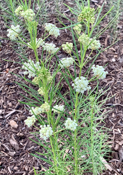 Seed Pack - Whorled Milkweed (Asclepias verticillata)