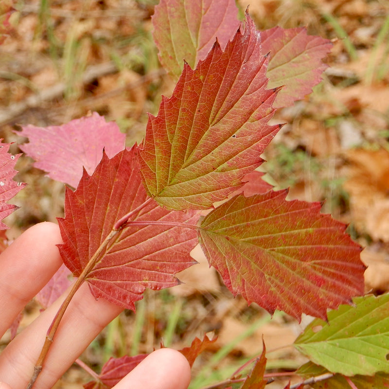 Arrowwood Viburnum (Viburnum dentatum)