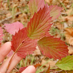 Arrowwood Viburnum (Viburnum dentatum)