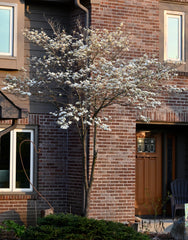 Flowering Dogwood (Cornus florida)