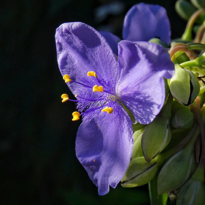 Ohio Spiderwort (Tradescantia ohiensis) 2x2x3" Pot