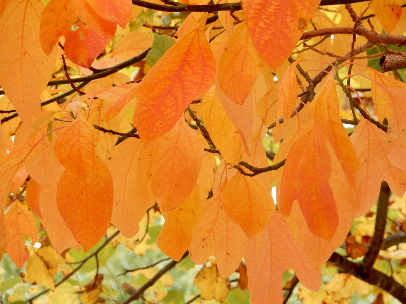 Sassafras (Sassafras albidum)