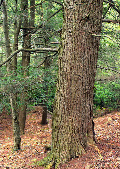 Canadian Hemlock (Tsuga canadensis) 1 GAL