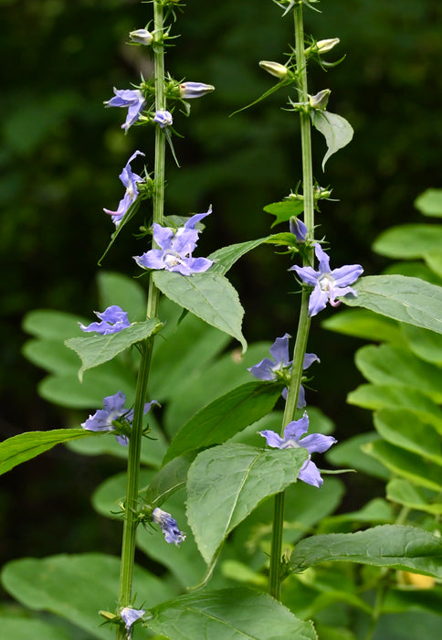 Seed Pack - Tall Bellflower (Campanula americana)