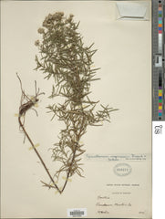 Common Mountain Mint (Pycnanthemum virginianum)