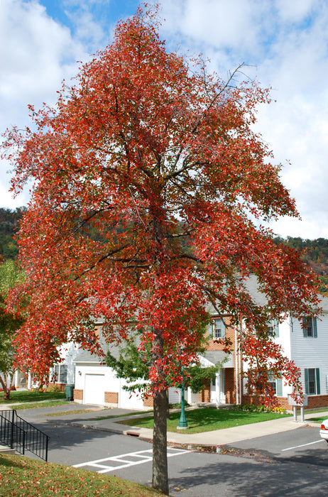 Black Gum (Nyssa sylvatica)