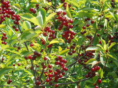 Chokecherry (Prunus virginiana)