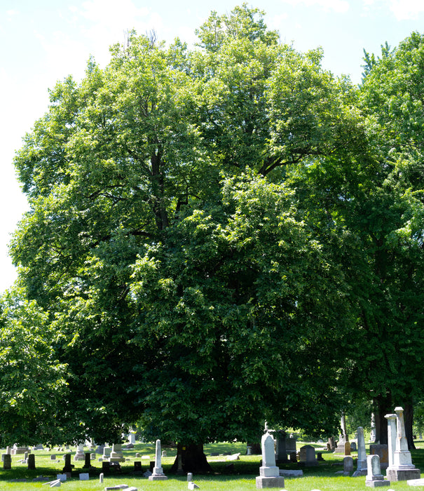 American Basswood (Tilia americana)