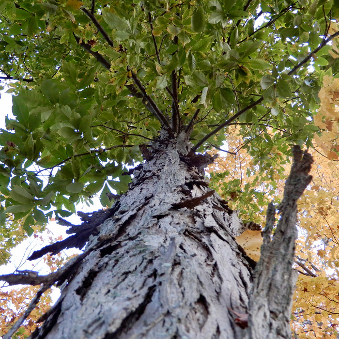 Mockernut Hickory (Carya tomentosa)