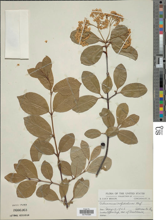 Rusty Blackhaw (Viburnum rufidulum)