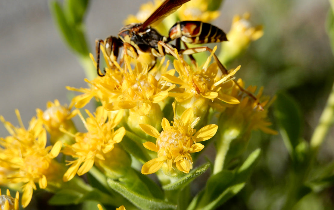 Stiff Goldenrod (Oligoneuron rigidum) 2x2x3" Pot