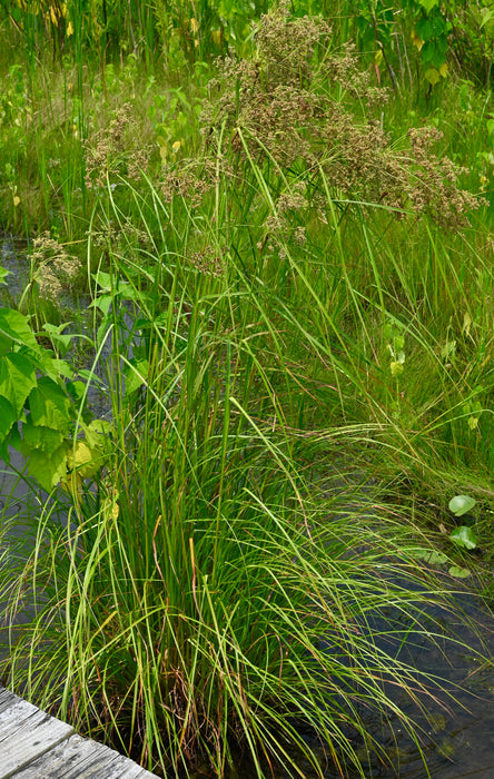 Wool Grass (Scirpus cyperinus) 2x2x3" Pot