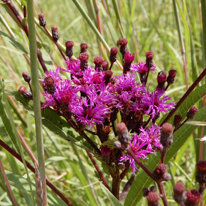 Tall Ironweed (Vernonia gigantea) 2x2x3" Pot