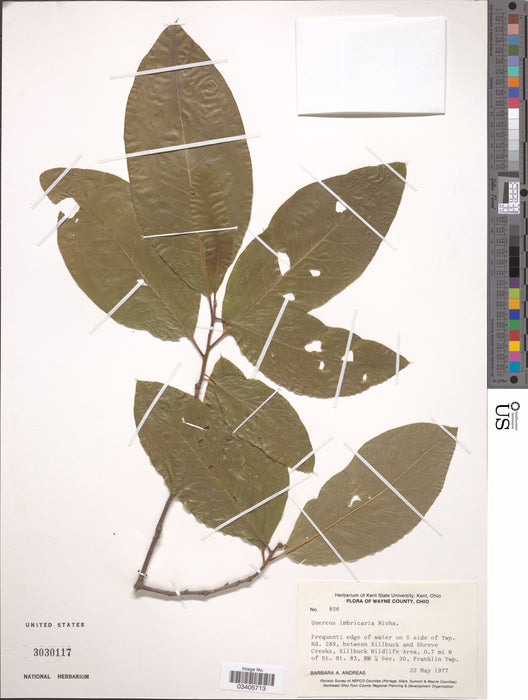 Shingle Oak (Quercus imbricaria)