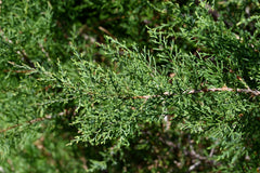 Eastern Red Cedar (Juniperus virginiana)