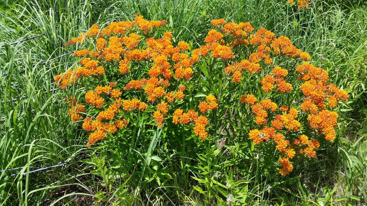 Butterfly Milkweed (Asclepias tuberosa) 1 GAL