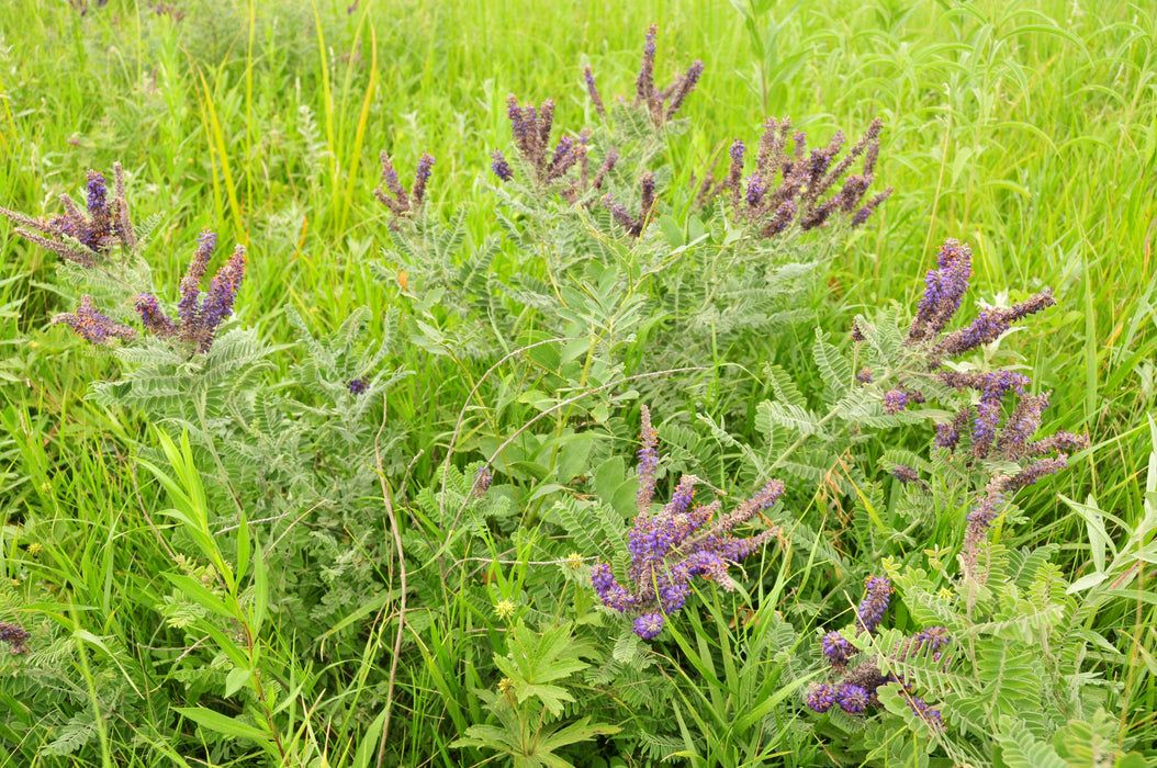 Lead Plant (Amorpha canescens)