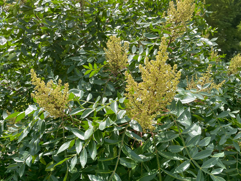 Flameleaf Sumac (Rhus copallina)