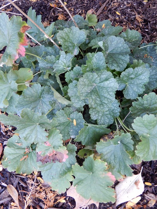 Alum Root (Heuchera americana)