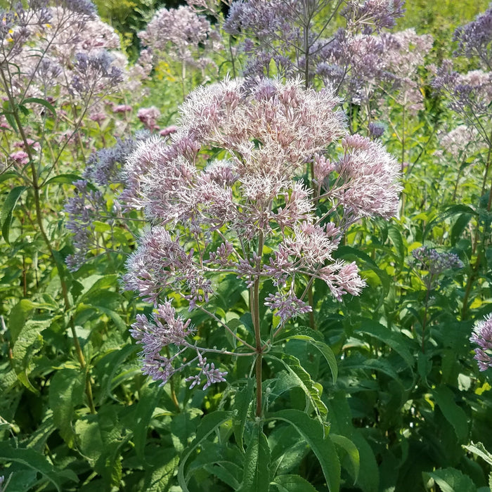 Sweet Joe-pye Weed (Eutrochium purpureum) 2x2x3" Pot