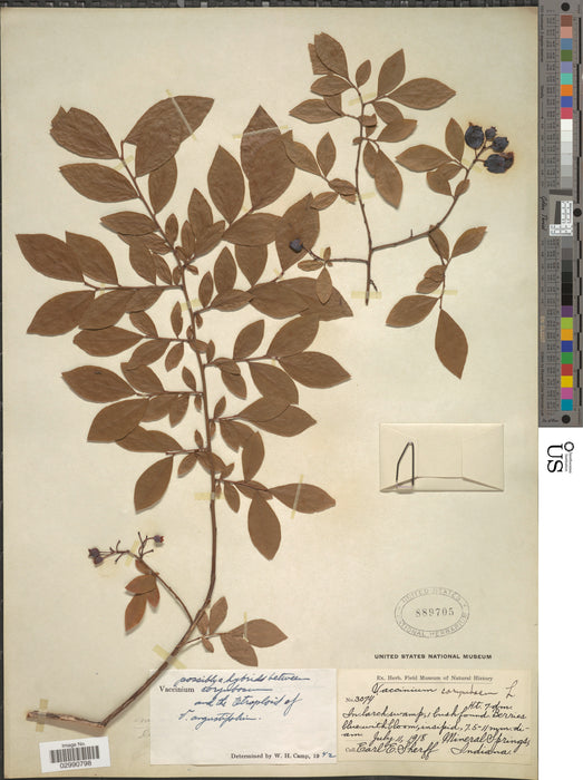 Highbush Blueberry (Vaccinium corymbosum)