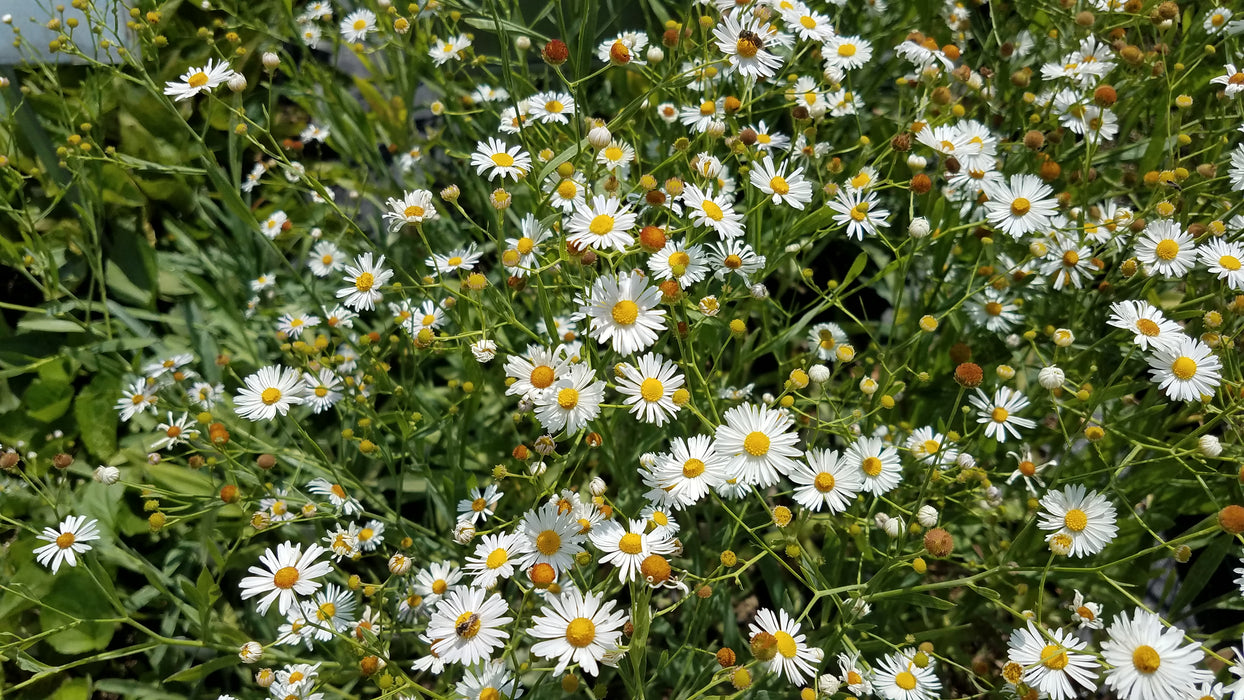 False Aster (Boltonia latisquama) 2x2x3" Pot