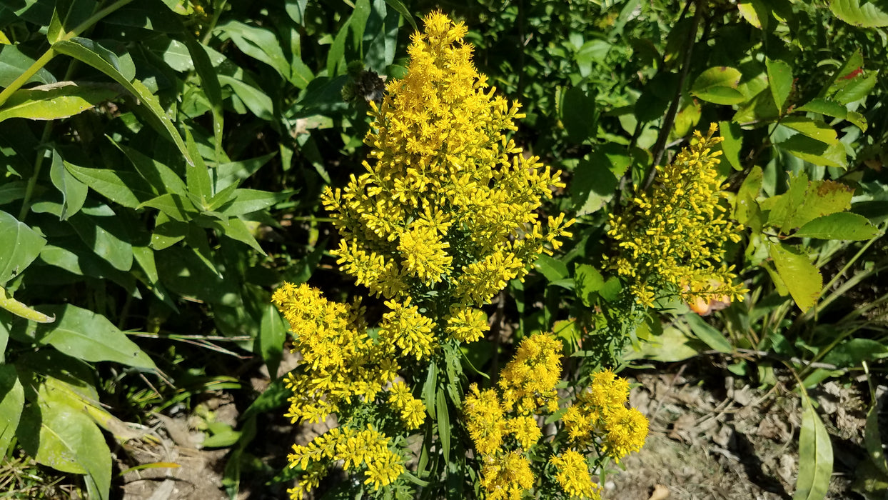 Showy Goldenrod (Solidago speciosa) 1 GAL