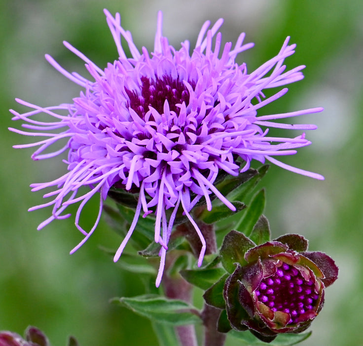 Seed Pack - Northern Blazing Star (Liatris scariosa var. nieulandii)