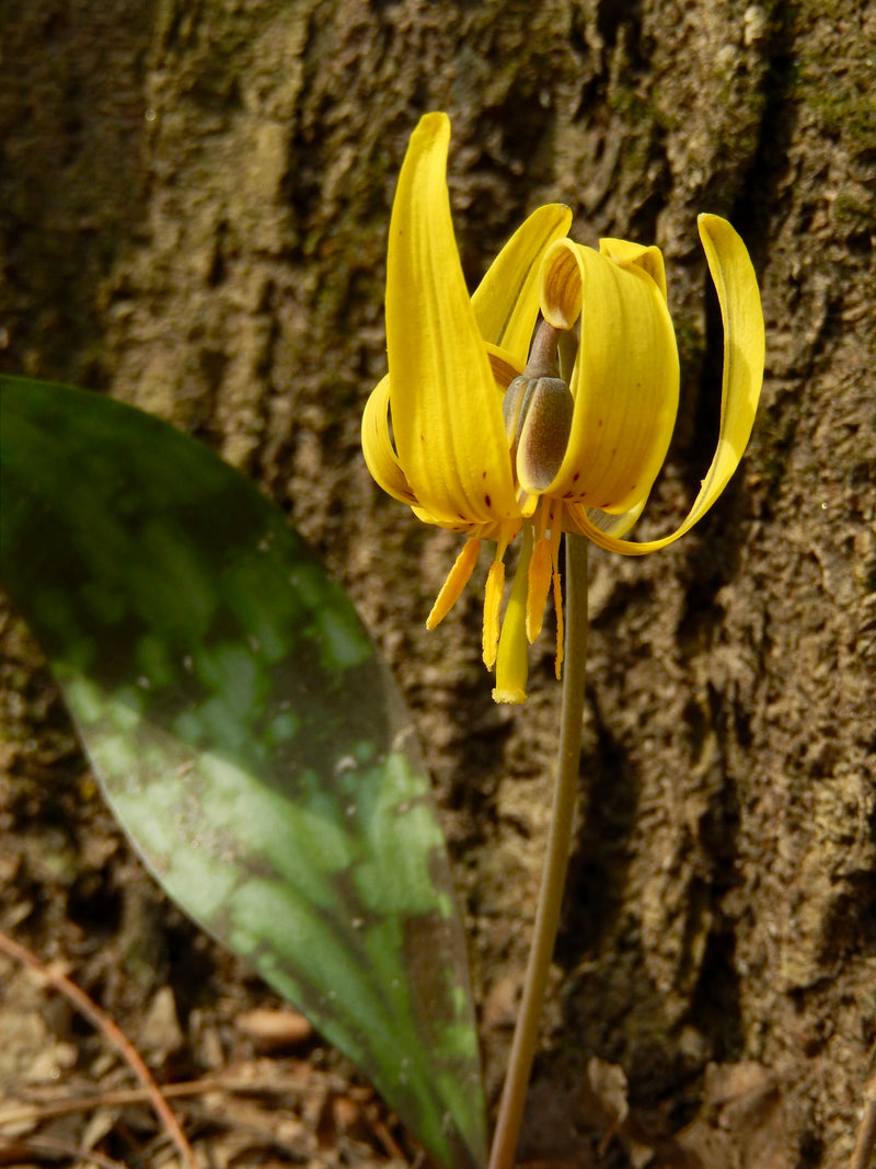 Yellow Trout Lily (Erythronium americanum) BARE ROOT - SHIPS STARTING 03/11