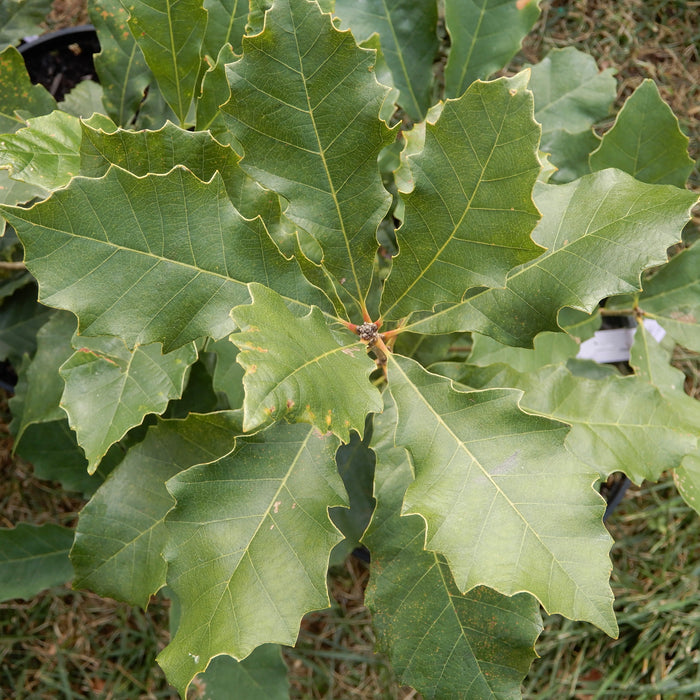 Dwarf Chinquapin Oak (Quercus prinoides)