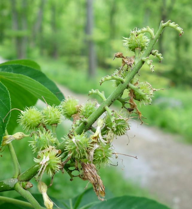 Ohio Buckeye (Aesculus glabra)