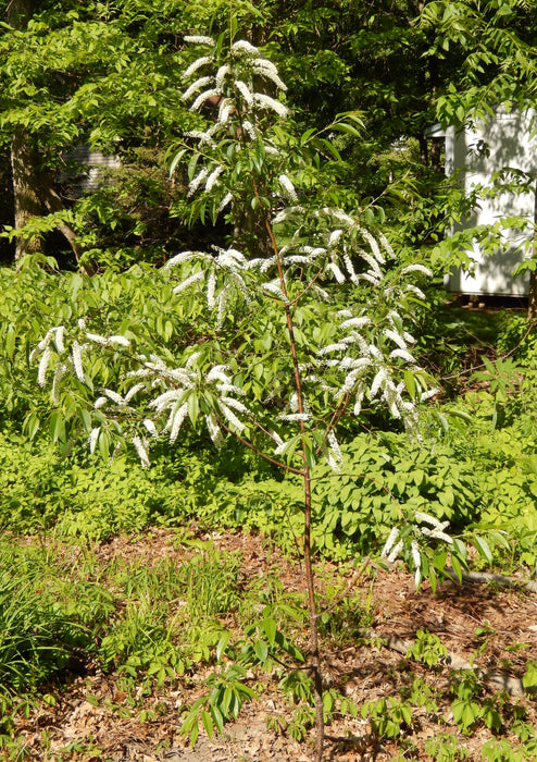 Black Cherry (Prunus serotina)