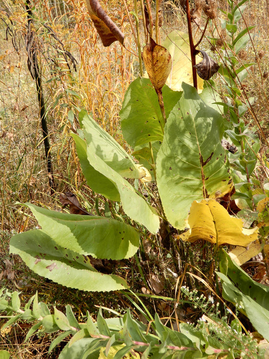 Prairie Dock (Silphium terebinthinaceum) 2x2x3" Pot