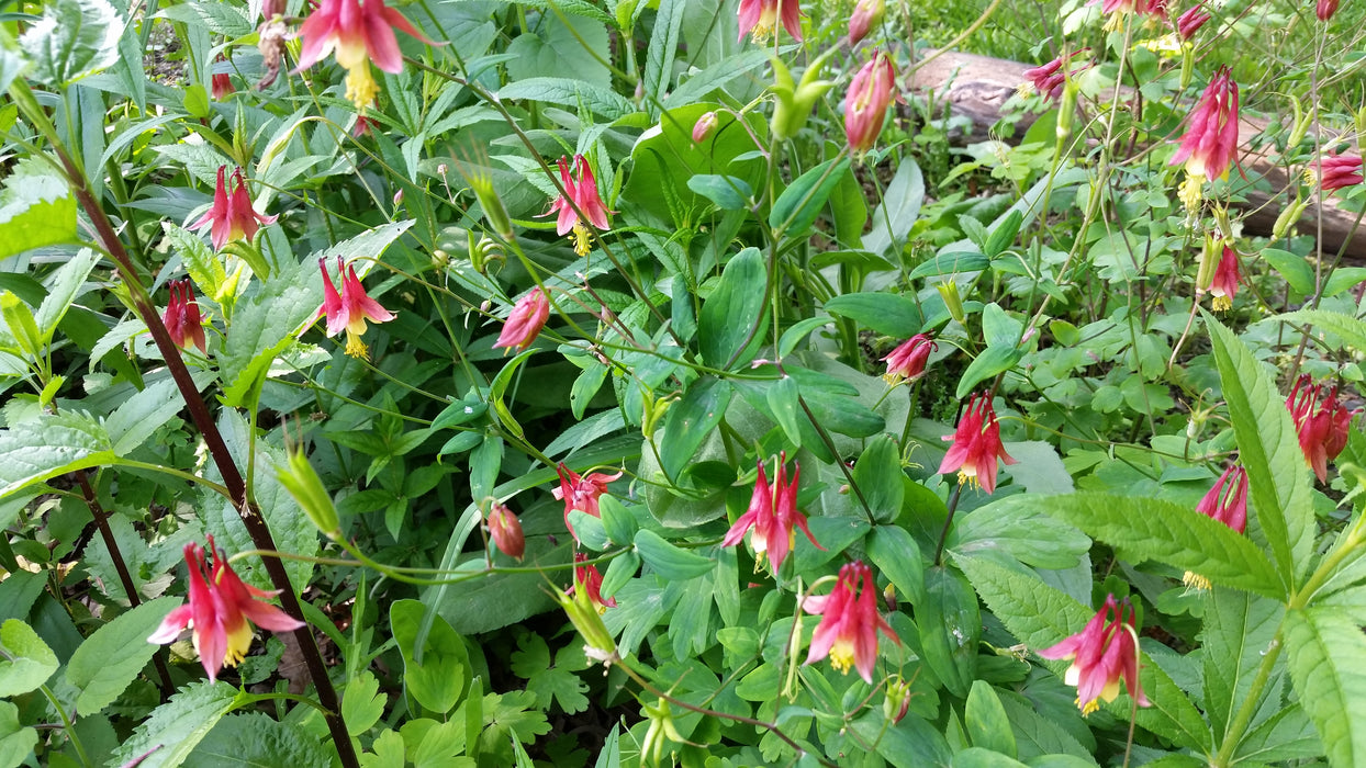 Columbine (Aquilegia canadensis) 1 GAL