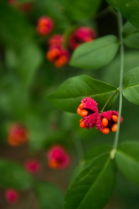 American Strawberry Bush (Euonymus americanus) BARE ROOT