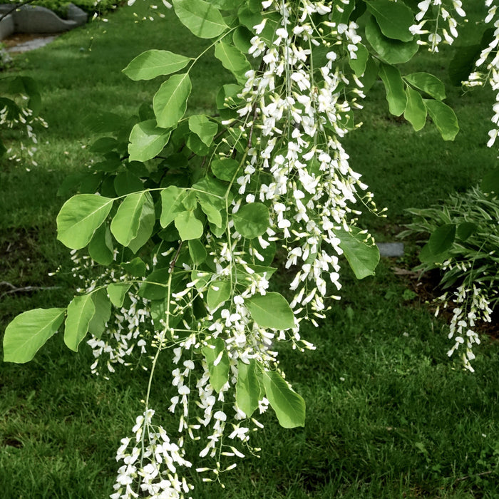 Kentucky Yellowwood (Cladrastis kentukea) 1 GAL